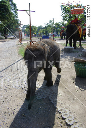 アユタヤの小象 アユタヤの小象 1597703