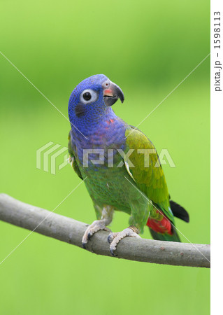 アケボノインコ 1598113