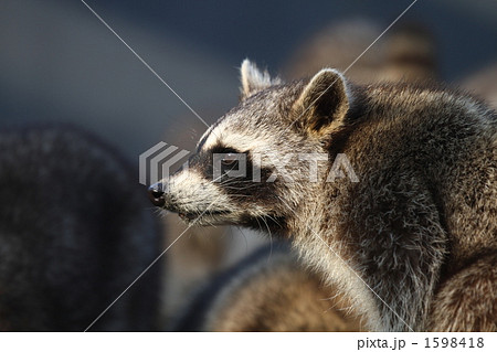 アライグマの写真素材