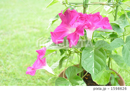朝顔の鉢植え 朝顔の鉢植え 1598626