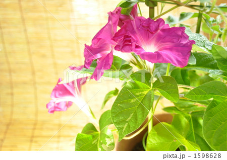 朝顔の鉢植え 1598628