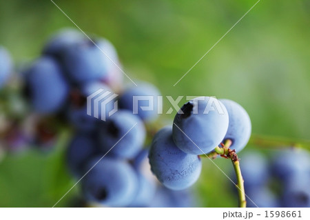 完熟ブルーベリー 1598661