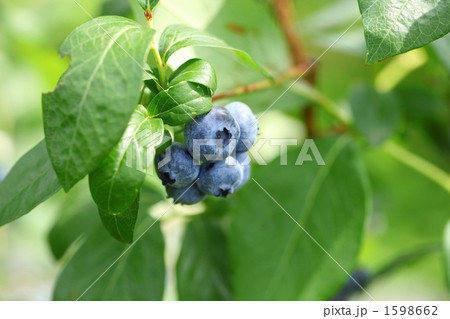 完熟ブルーベリー 1598662