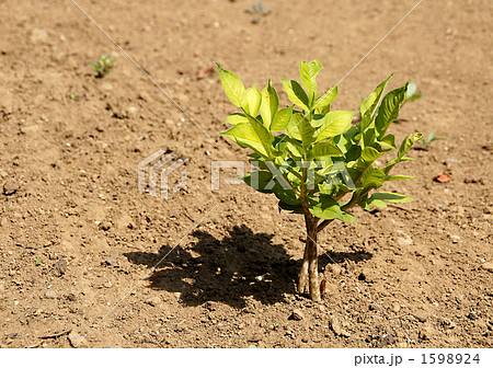 コンニャクの苗木 1598924