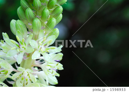 パイナップルリリー 1598933