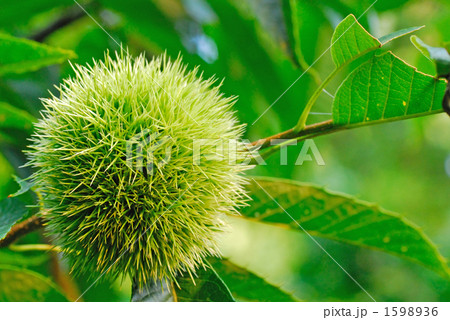 毬栗 毬栗 1598936