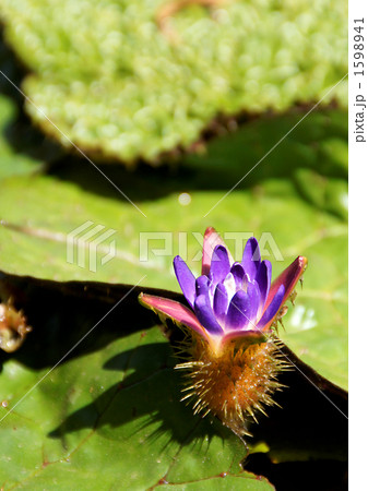 オニバスの開花 1598941
