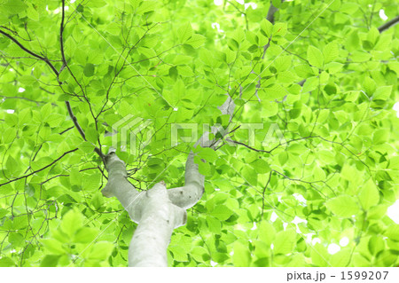 ブナの新緑 ブナの新緑 1599207