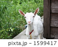 1599417