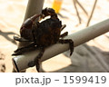 1599419