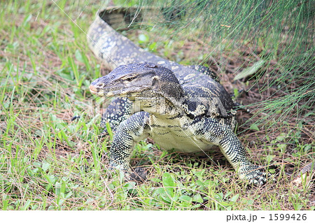 ミズオオトカゲ 1、5メートル バンコク タイ ミズオオトカゲ 1、5メートル バンコク タイ 1599426