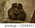温めあう子ザル 1599433