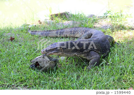 ミズオオトカゲ　２メートル　バンコク　タイ 1599440