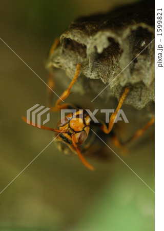 巣作り中のアシナガバチ 1599821