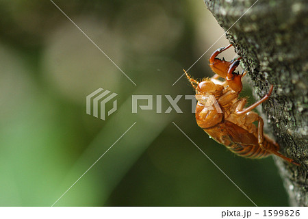 蝉の抜け殻 1599826