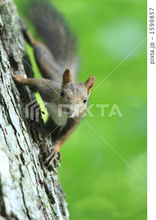 エゾリス 1599857