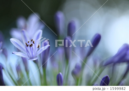 アガバンサス 1599982