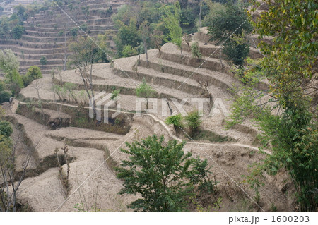 ネパール　段々畑 1600203