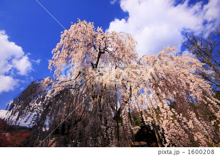 奈良　大野寺のシダレザクラ 1600208