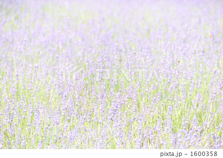 ラベンダー ラベンダー 1600358