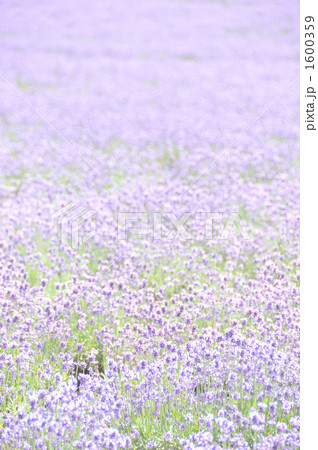 ラベンダー(こいむらさき) ラベンダー(こいむらさき) 1600359