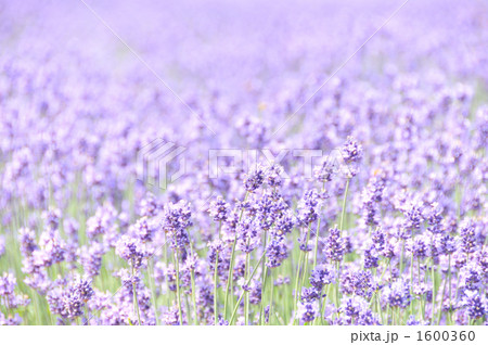 ラベンダー(こいむらさき) ラベンダー(こいむらさき) 1600360