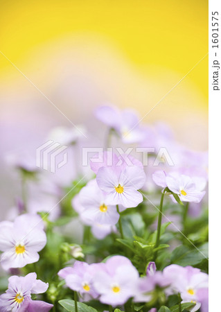 ビオラの花畑 1601575
