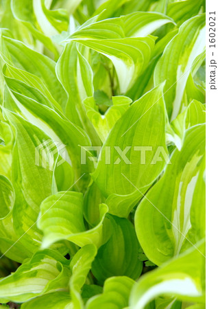 ギボウシの葉 1602021