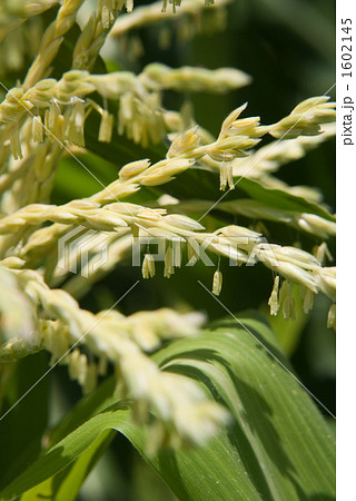 トウモロコシの雄花 1602145
