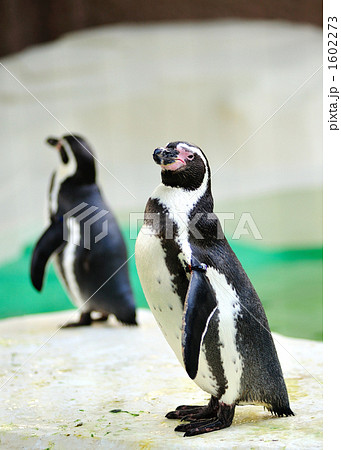 フンポルトペンギン 1602273