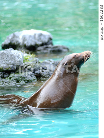カリフォルニアアシカ 1602283