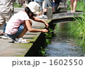 水路にいる生物に水草をあげる少女 1602550