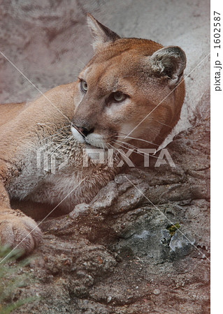 ピューマ ピューマ 1602587