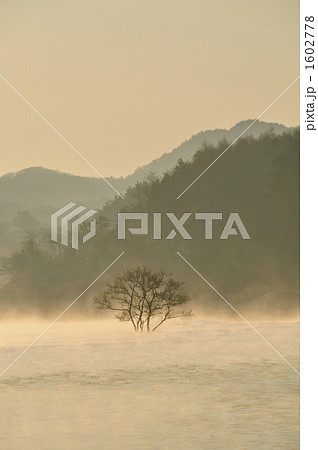 朝霧の水中樹 1602778