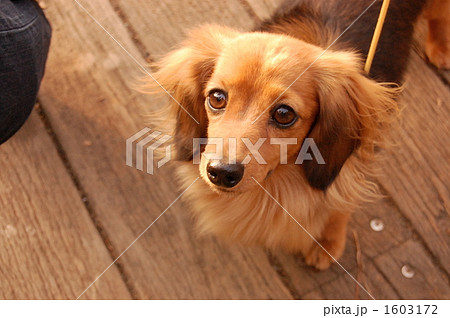 うるうるわんこ 1603172