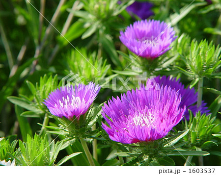 06月　ストケシア・キク科03 1603537