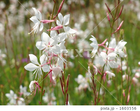 06月　ハクチョウソウ・アカバナ科01 1603556