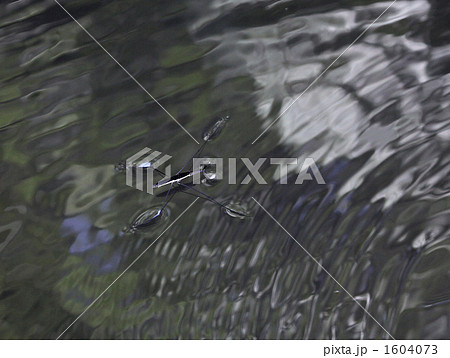 水面を泳ぐオオアメンボ 1604073