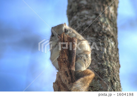 見つめるエゾモモンガ 見つめるエゾモモンガ 1604198