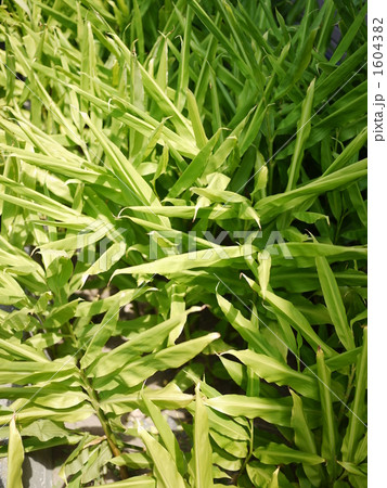 夏の茗荷畑 1604382