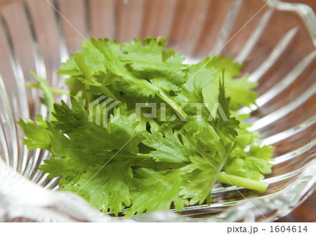 パクチー 1604614