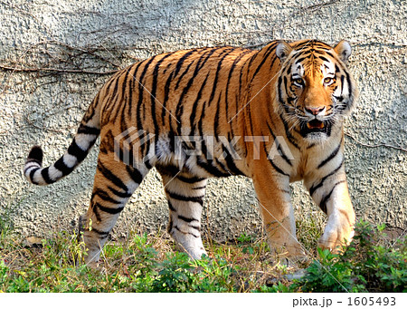 虎图 Ganku / Tiger | 古美術瀬戸