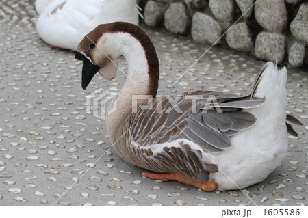 ガチョウ ガチョウ 1605586