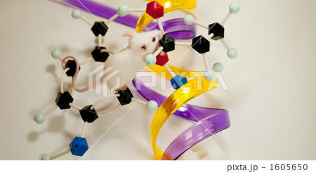 マウス マウス 1605650