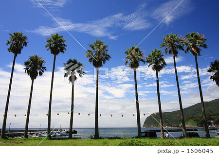椰子と海岸 1606045