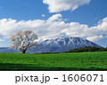 小岩井の一本桜２ 1606071