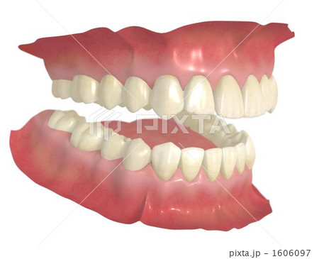 永久歯列 永久歯列 1606097