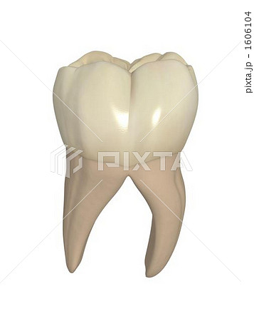 下顎第一大臼歯のイラスト素材 [1606104] - PIXTA