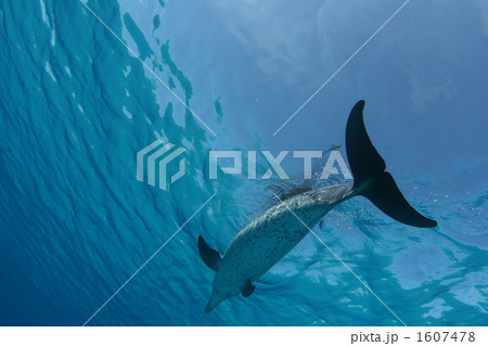 イルカ イルカ 1607478