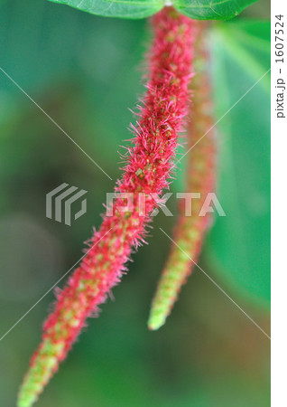 ベニヒモノキ ベニヒモノキ 1607524